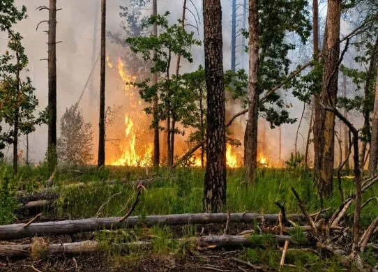 Чотири дні боротьби у спеку та вітер: на Коростенщині загасили масштабну лісову пожежу