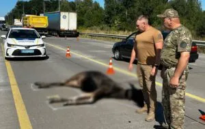 На об’їзній Житомира знайшли мертвою червонокнижну лосиху: деталі