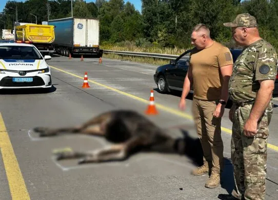На об’їзній Житомира знайшли мертвою червонокнижну лосиху: деталі