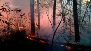 На Житомирщині другу добу гасять низову пожежу в природному заповіднику
