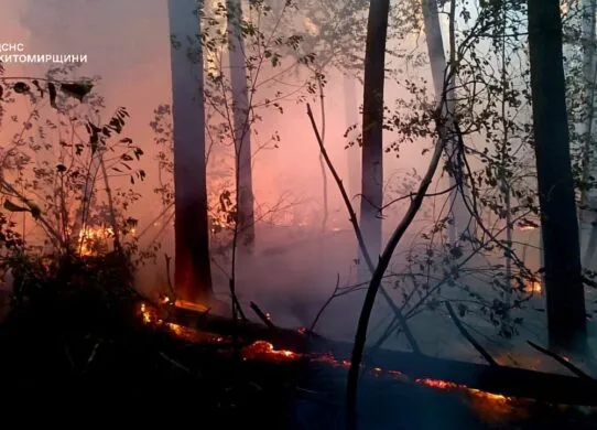 На Житомирщині другу добу гасять низову пожежу в природному заповіднику