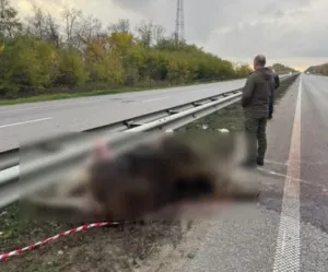 На трасі Київ — Житомир загинула червонокнижна лосиця в ДТП
