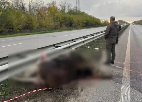 На трасі Київ — Житомир загинула червонокнижна лосиця в ДТП