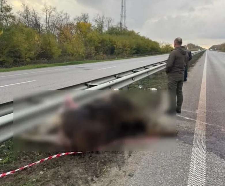 На трасі Київ — Житомир загинула червонокнижна лосиця в ДТП